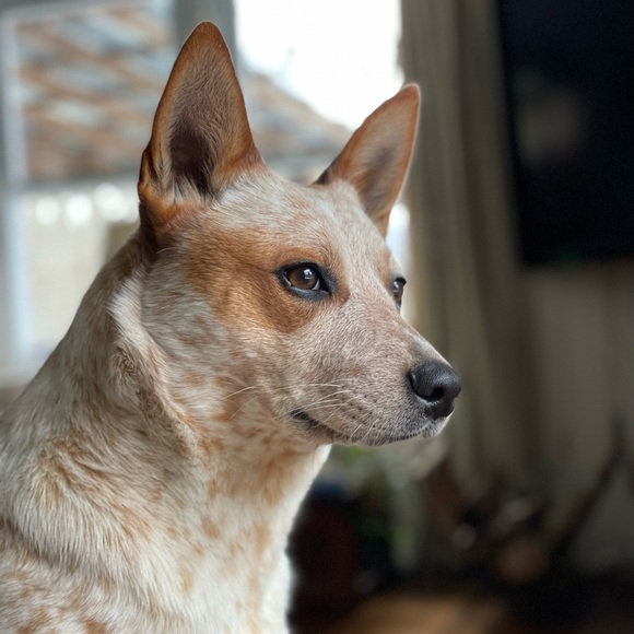 Meet your Posher, Nat - Picture 4 of 4